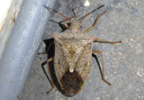 Euschistus servus/variolarius complex; Stink Bug species