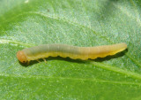 Dolerus Common Sawfly species larva