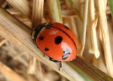 Coccinella novemnotata Nine-spotted Lady Beetle