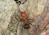 Formica Wood Ant species