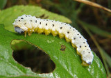 Macremphytus Common Sawfly species larva