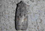 9910 - Lithophane antennata; Ashen Pinion
