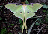 7758 - Actias luna; Luna Moth; male