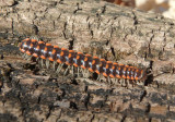 Auturus evides; Millipede species
