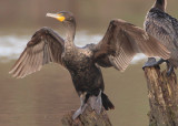 Double-crested Cormorant; immature
