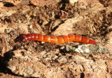 Elateridae Click Beetle species larva