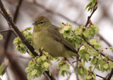 Orange-crowned Warbler