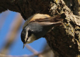 Red-breasted Nuthatch; female