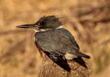 Belted Kingfisher; female