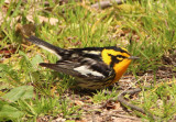 Blackburnian Warbler; male