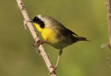 Common Yellowthroat; male