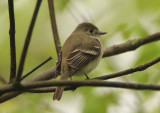 Least Flycatcher