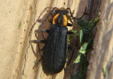 Podabrus frater; Soldier Beetle species