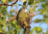 Tennessee Warbler; male