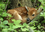 White-tailed Deer; fawn