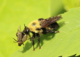 Laphria thoracica; Robber Fly species