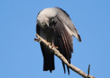 Mississippi Kite