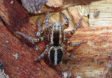Phlegra hentzi; Jumping Spider species