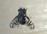 Rivellia Signal Fly species