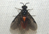 Sphacophilus Argid Sawfly species