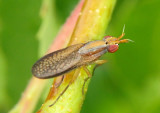 Limnia Marsh Fly species