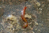 Chironomidae Midge species larva