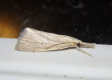5478 - Diatraea evanescens; Crambid Snout Moth species