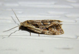 3760.2 - Aethes sexdentata; Tortricid Moth species