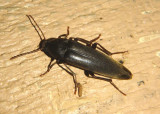 Enchodes sericea; False Darkling Beetle species