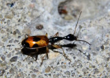 Colliurus pensylvanicus; Long-necked Seed Beetle species