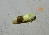 Typhlocyba transviridis; Leafhopper species