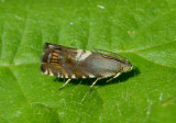 3434 - Grapholita fana; Tortricid Moth species