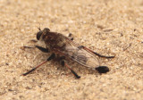 Efferia albibarbis; Robber Fly species; male