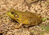 Green Frog; male