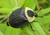 Carrion and Burying Beetles