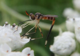 Stylogaster neglecta; Thick-headed Fly species; female