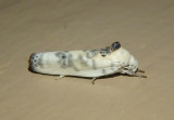 1011 - Antaeotricha schlaegeri; Schlaegers Fruitworm Moth