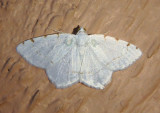 6273 - Speranza pustularia; Lesser Maple Spanworm Moth