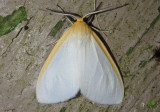 8230 - Cycnia tenera; Delicate Cycnia