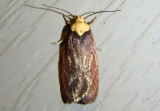 0924.1 - Depressaria depressana; Purple Carrotseed Moth; exotic
