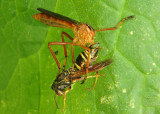 Diogmites neoternatus; Hanging-thief Robber Fly species with paper wasp prey