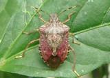 Halyomorpha halys; Brown Marmorated Stink Bug; exotic