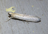 5935 - Homoeosoma electella; Sunflower Moth