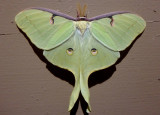 7758 - Actias luna; Luna Moth