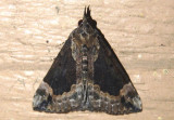 8442 - Hypena baltimoralis; Baltimore Hypena; female