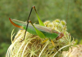 Orchelimum nigripes; Black-legged Katydid; female