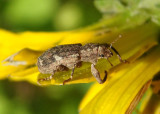 Pandeleteius hilaris; Broad-nosed Weevil species
