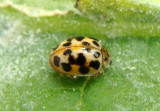 Psyllobora vigintimaculata; Twenty-spotted Lady Beetle