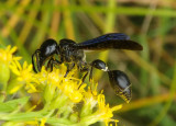 Zethus spinipes spinipes; Potter Wasp species