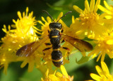 Cerceris insolita; Apoid Wasp species